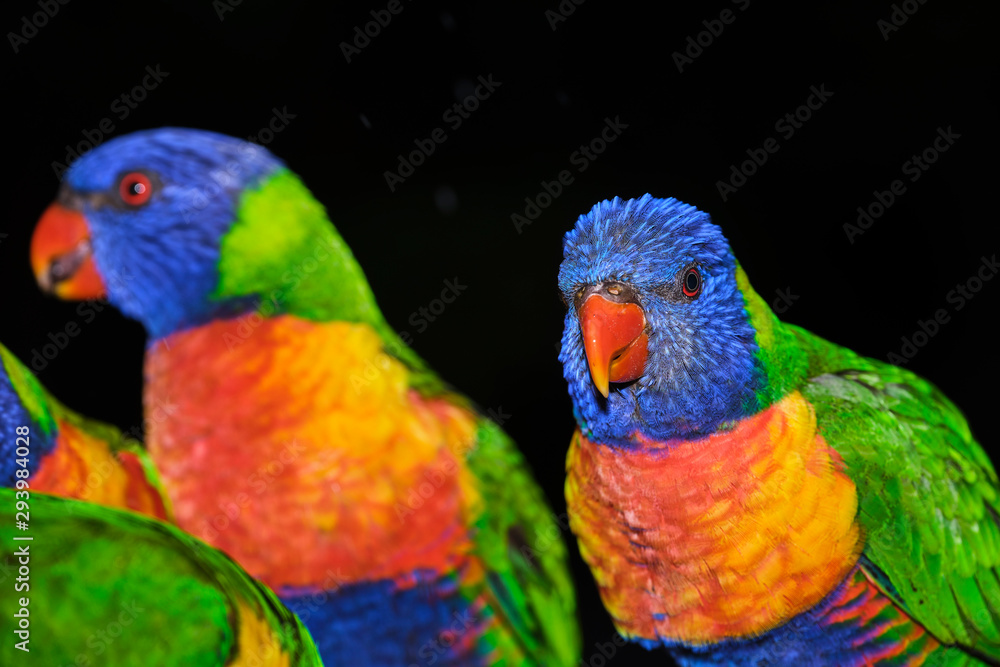 Family of wild rainbow lorikeets feeding with black background in portrait style image and lots of detail