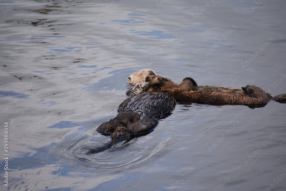 Sea Otter Floating in Morro Bay with Baby sea otter Sea Otter Floating in Morro Bay with Baby sea otter