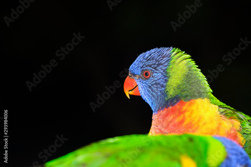 Family of wild rainbow lorikeets feeding with black background in portrait style image and lots of detail © Orion Media Group