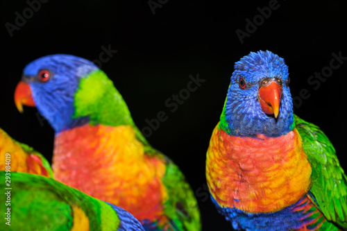 Family of wild rainbow lorikeets feeding with black background in portrait style image and lots of detail © Orion Media Group