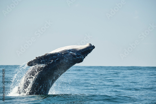 Large whale breaching over the ocean during whale migration on the east coast of Australia © Orion Media Group