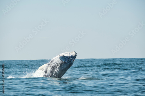 Large whale breaching over the ocean during whale migration on the east coast of Australia