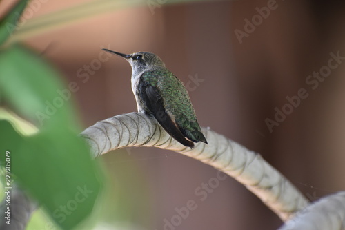 Baby Humingbird photo