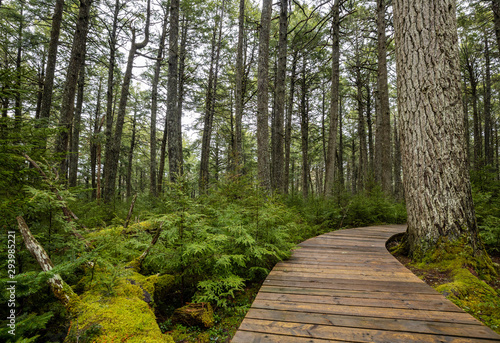 Fotografia The Forest of Kejimkujik National Park in Nova Scotia Canada