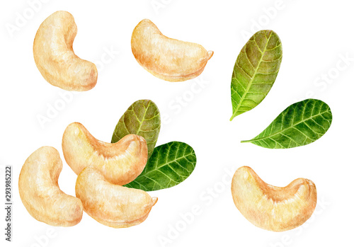 Cashew set composition watercolor isolated on white background photo