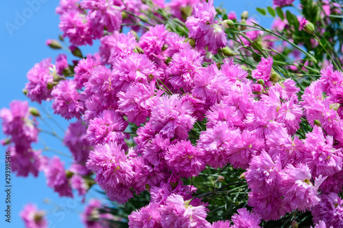 Background with fresh pink carnation flowers (Dianthus caryophyllus) and green leaves, side view