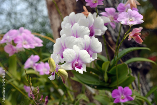 Orchid Phalaenopsis flowers
