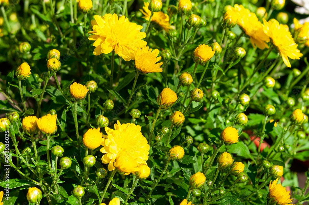 Obraz premium Yellow chrysanthemum blossoms in the garden in the fall.