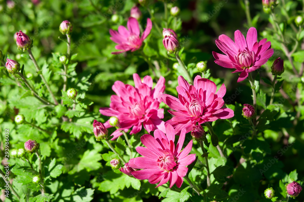 Blossom of crimson chrysanthemums in the fall. Blossom of crimson chrysanthemums in the fall.