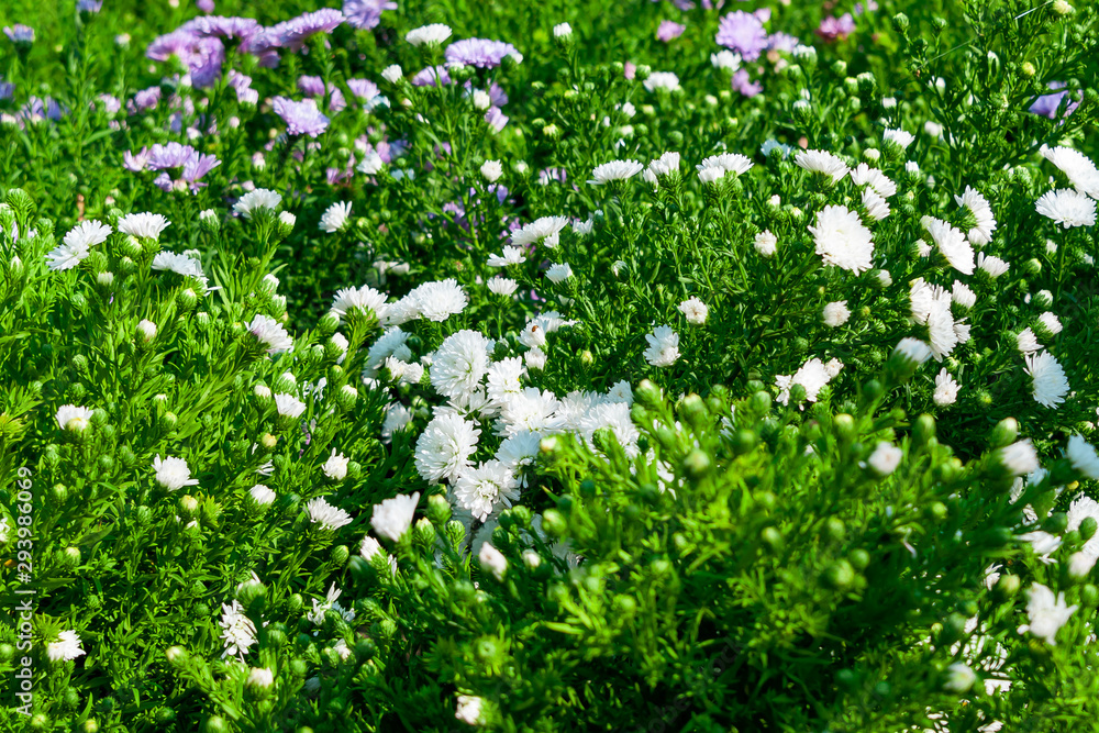 White and lilac chrysanthemum in the garden in the fall. White and lilac chrysanthemum in the garden in the fall.