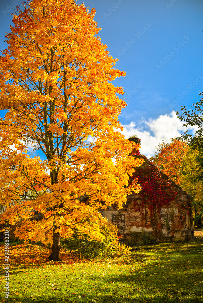 Maple tree with bright yellow leaves on a sunny autumn day