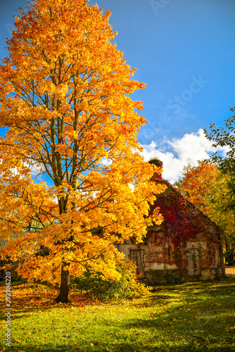 Maple tree with bright yellow leaves on a sunny autumn day © Raimonds Kalva