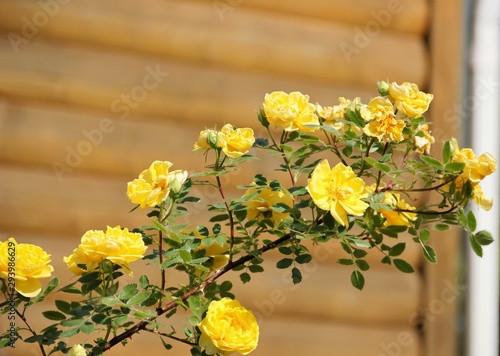 Climbing yellow roses against a log wall on blurred background,