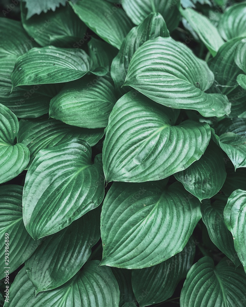 Fototapeta premium green leaves background
