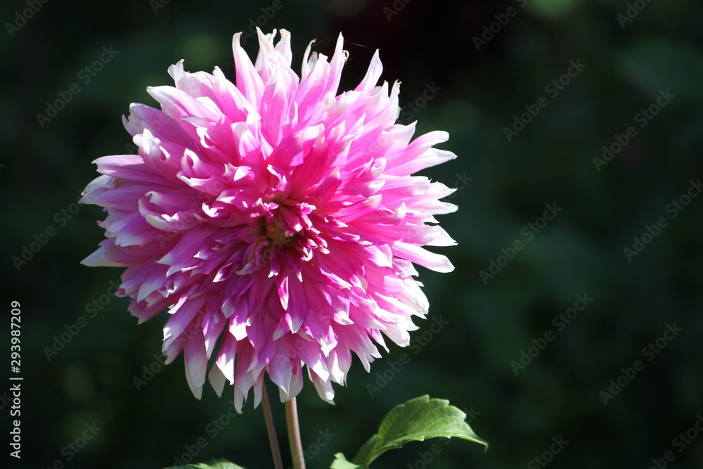 Obraz premium Pretty flower