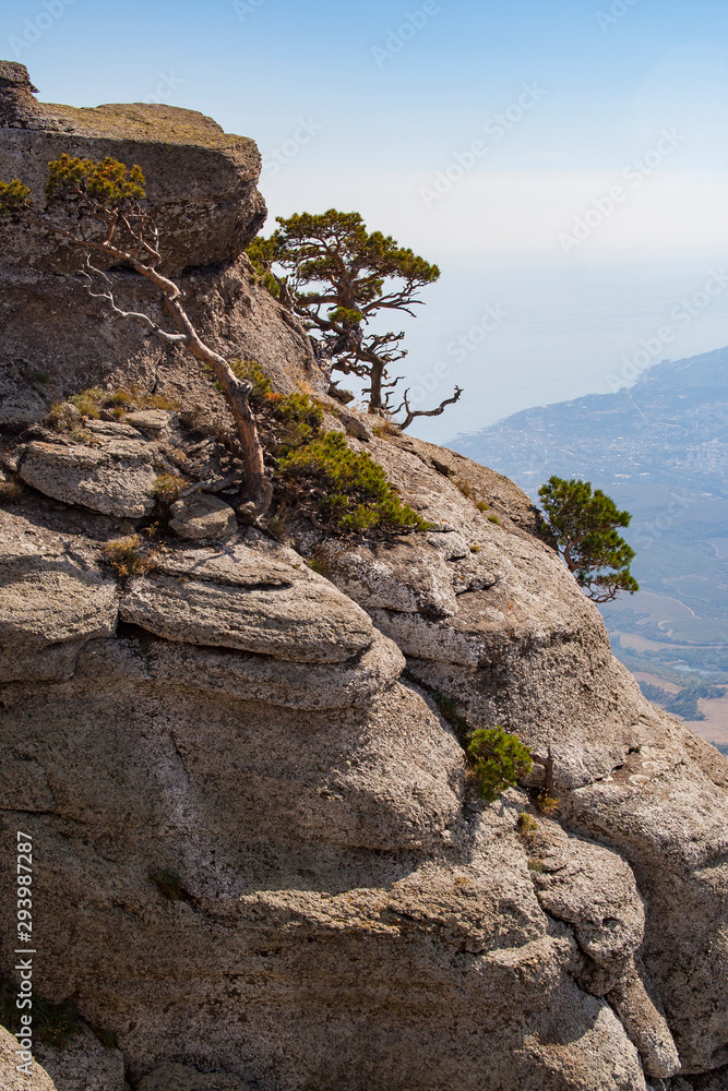 Summer view of Mount Demerji. Trees on the rocks Summer view of Mount Demerji. Trees on the rocks