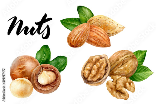 Walnut almond macadamia set composition watercolor isolated on white background