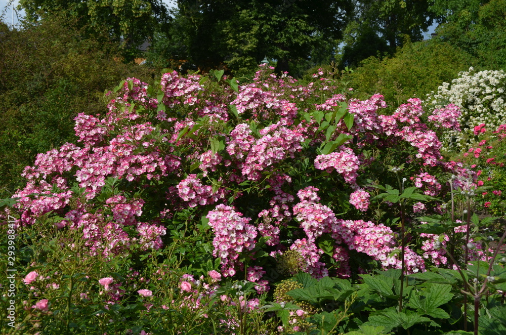 Fototapeta premium Large green bush with fresh delicate pink roses and green leaves in a garden in a sunny summer day, floral background