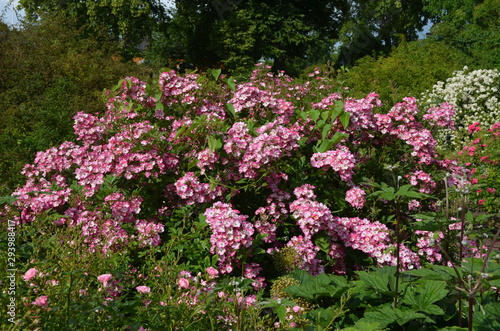 Large green bush with fresh delicate pink roses and green leaves in a garden in a sunny summer day, floral background