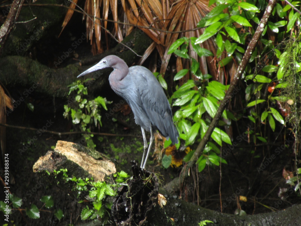 Fototapeta premium great blue heron
