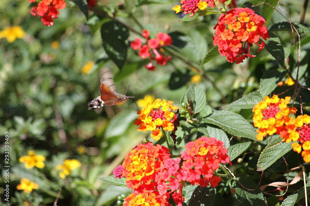 Photography of a hummingbird hawk-moth (scientific name: Macroglossum stellatarum)