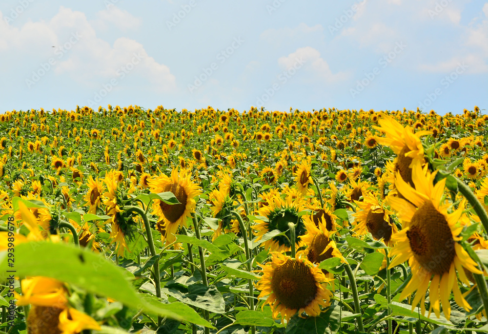 Naklejka premium field of sunflowers
