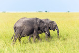 Steppe elephant