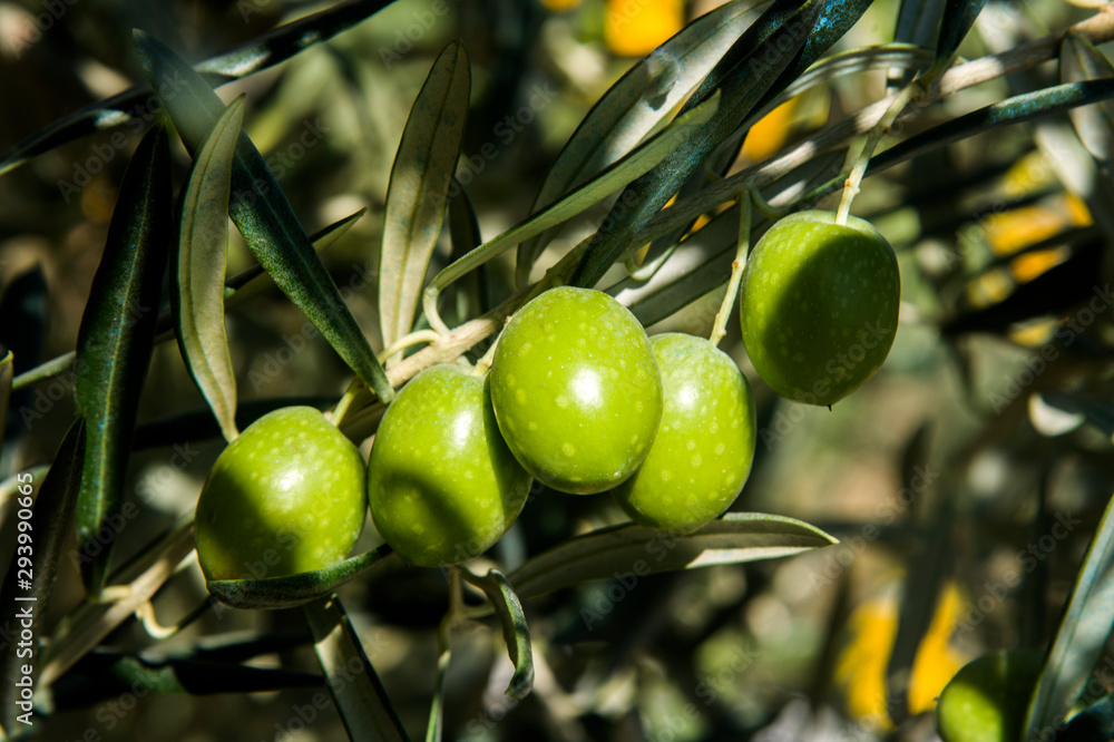 ripenning olives fruits on the branch ripenning olives fruits on the branch