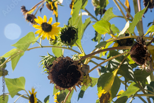 ripenning seeds of sunflowers on the branch fullsun photo