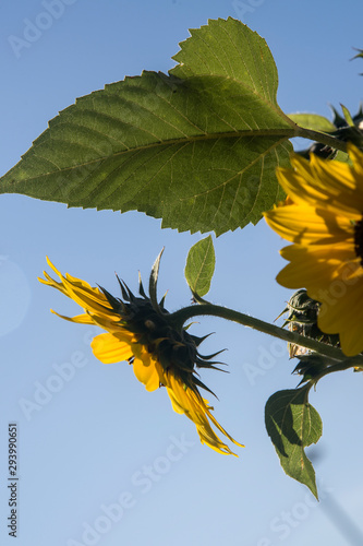 sunflowers on the branch fullsun photo