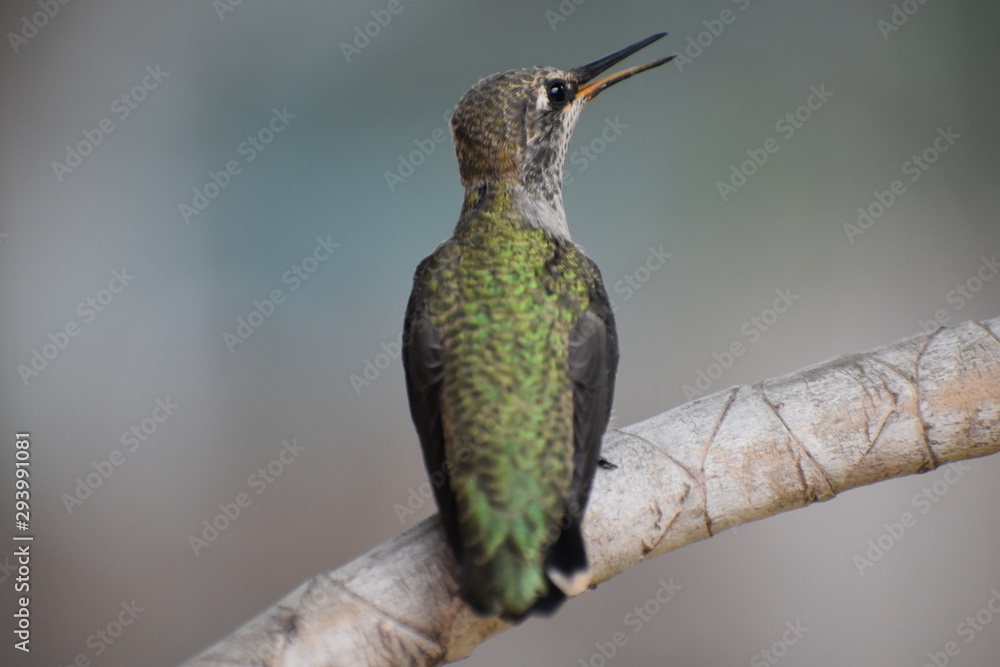 Fototapeta premium Baby Hummingbird