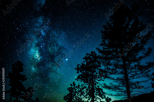 trees in the night with milky way
