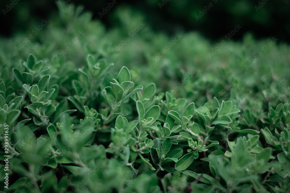 Close up green leaves background with copy space for design, Nature concept. Close up green leaves background with copy space for design, Nature concept.