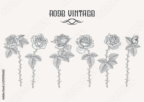 Rose collection. Black and white rose flowers set. Vector illustration vintage. Tattoo or t-shirt design.