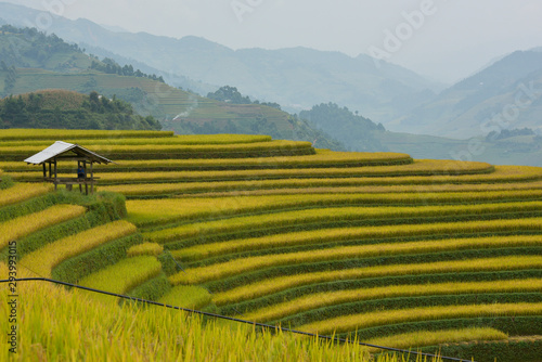 Discovery and tourist at rice terraces heritage in Laocai province, vietnam. Photo use for advertising printing, idea design, travel and more photo