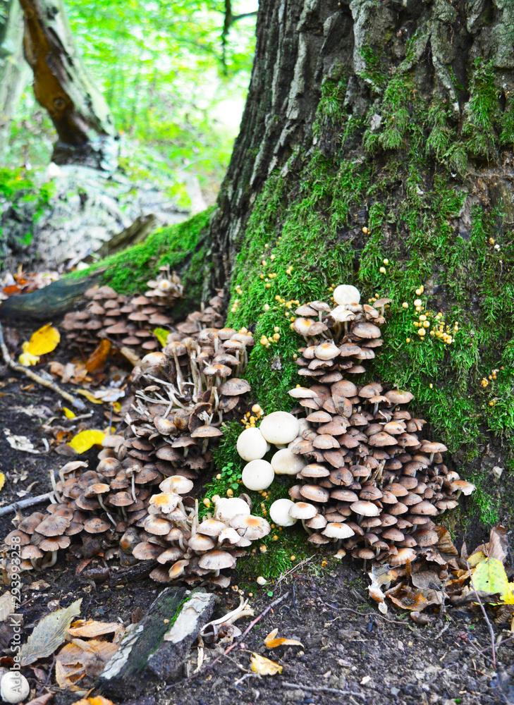 Fototapeta premium mushroom in the forest under a tree