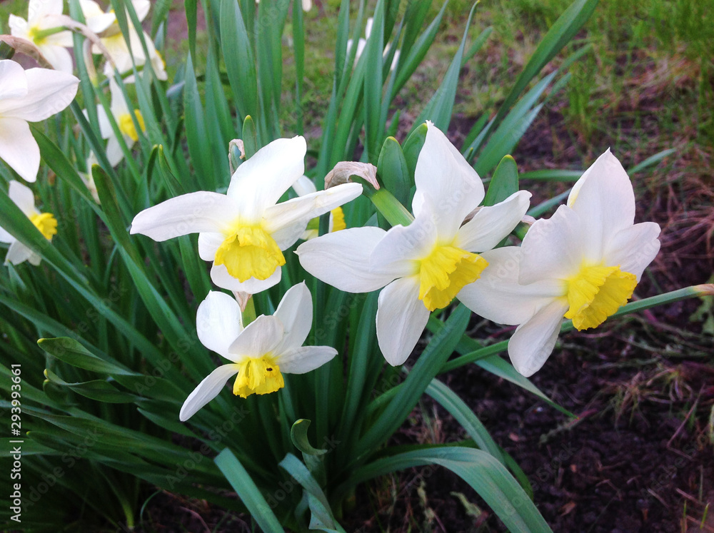 Fototapeta premium White daffodils