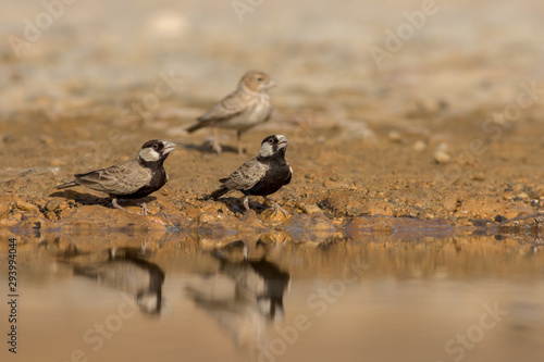 Ashy crowned sparrow lark drinking water © fahadee