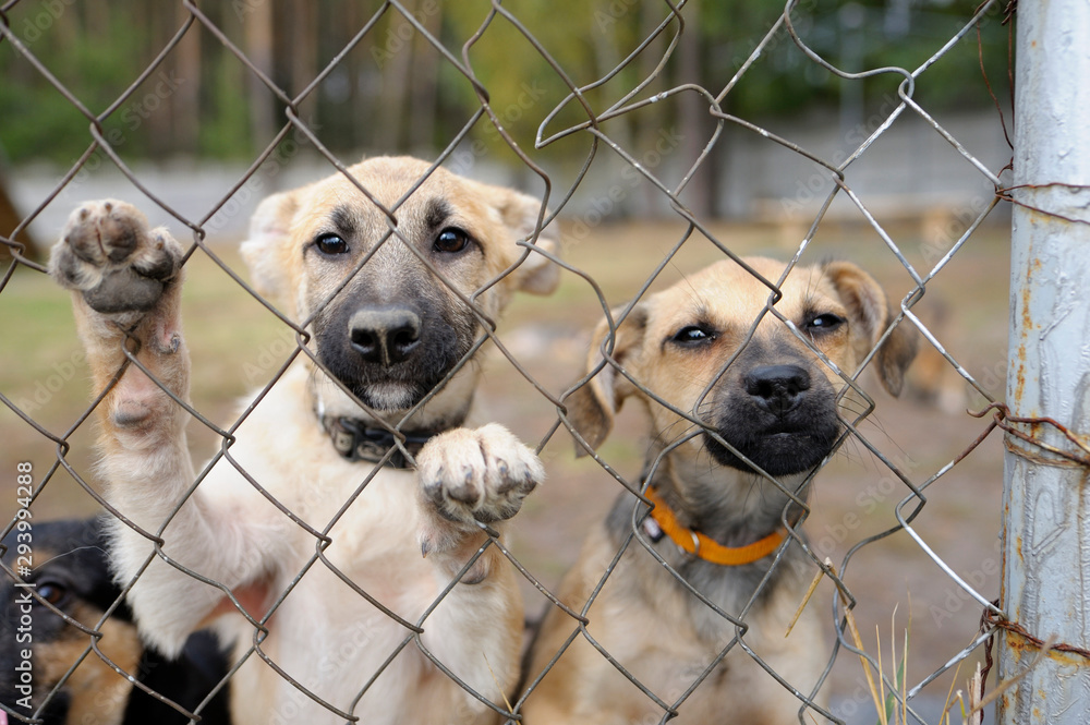 Sad twin stray puppies standing inside of the open air cage behind bars and looking at. Municipal animal shelter - obrazy, fototapety, plakaty 