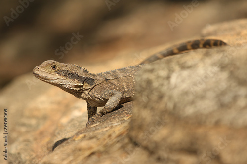 Australische Wasseragame photo