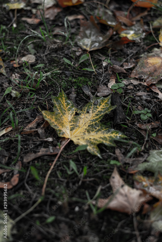 Maple leaf in fall autumn Maple leaf in fall autumn