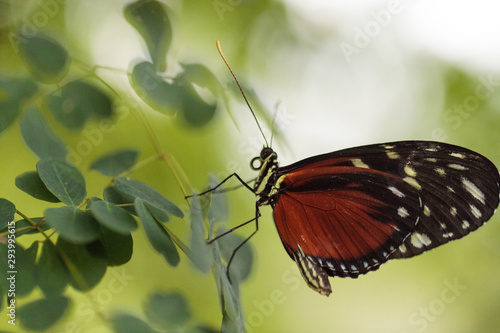 Brown speckled Tiger longwing butterfly Heliconius hecale photo