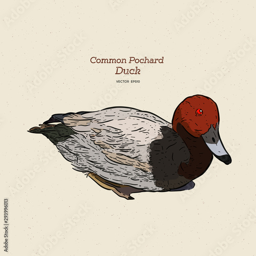 Common pochard male (Aythya ferina), hand draw sketch vector.