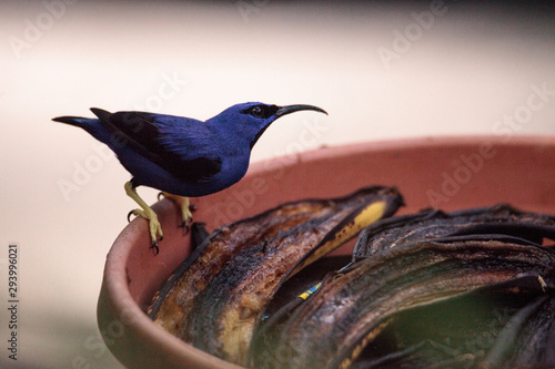 Yellow legged honeycreeper bird Cyanerpes caeruleus photo