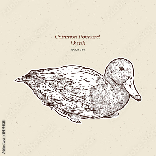 Common pochard male (Aythya ferina), hand draw sketch vector.