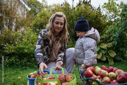 Beautiful lady and her daughter sit in a garden with huge harvest of apples and feel happy 