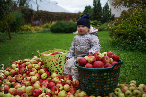 Little cute girl in blue beanie hat and bright jacket and joggers sits in garden with ground full of apples on the grass