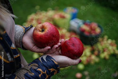 agriculture, apple, autumn, background, delicious, fall, food, fresh, fruit, garden, gardening, green, harvest, health, healthy, juicy, leaf, natural, nature, organic, red, ripe, summer, sweet, tree