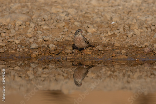 Grey-necked Bunting drinking water