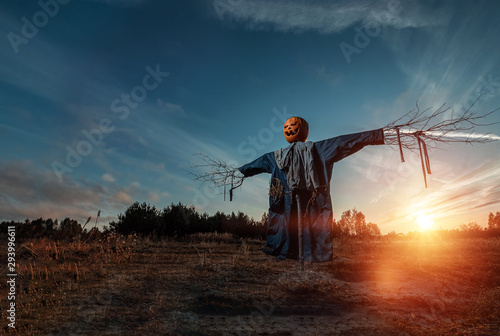 Fototapeta Scary scarecrow with a halloween pumpkin head in a field at sunset